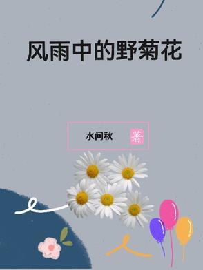 风雨中的野菊花